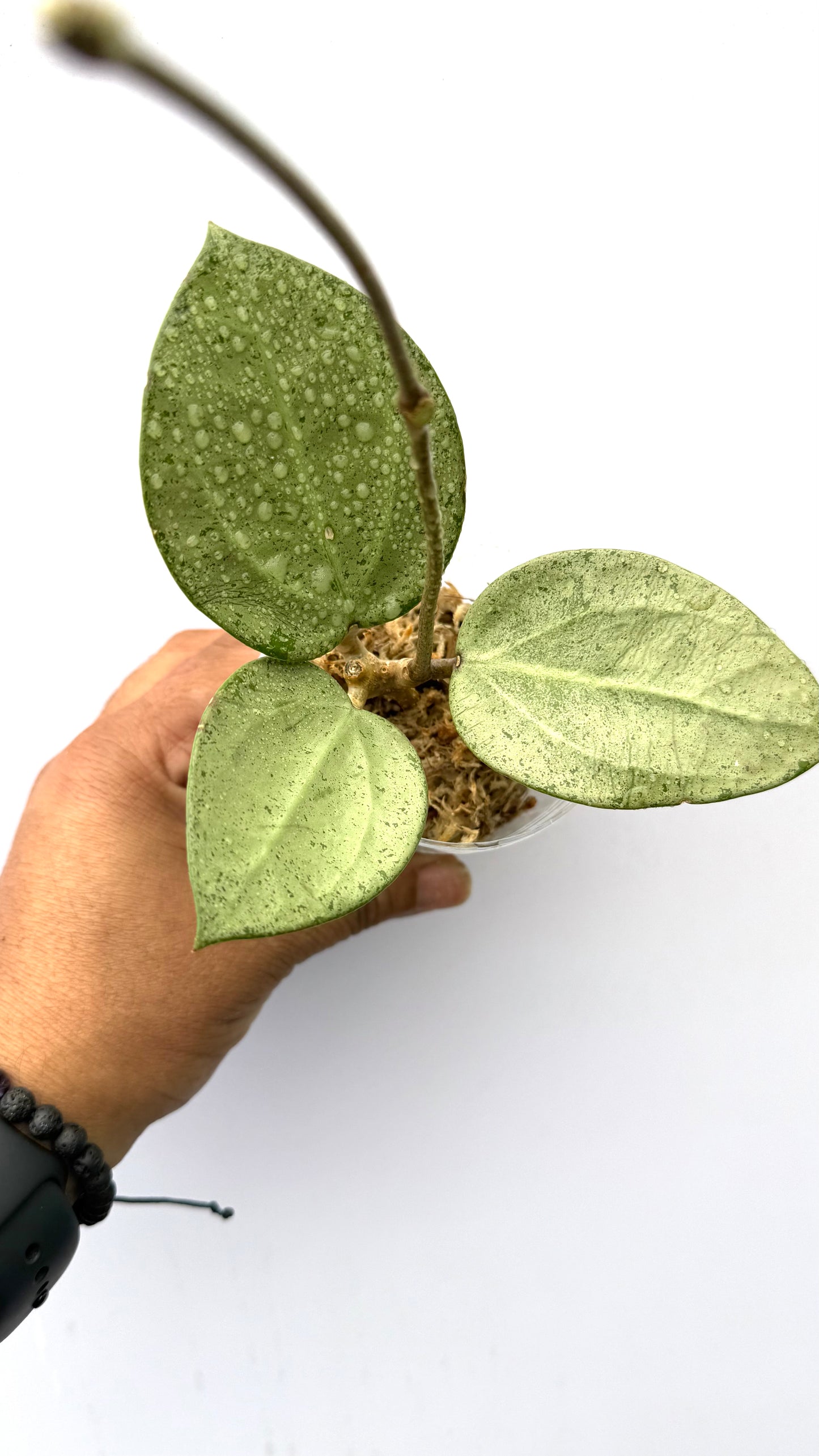 Hoya Parasitica Heart leaf Silver