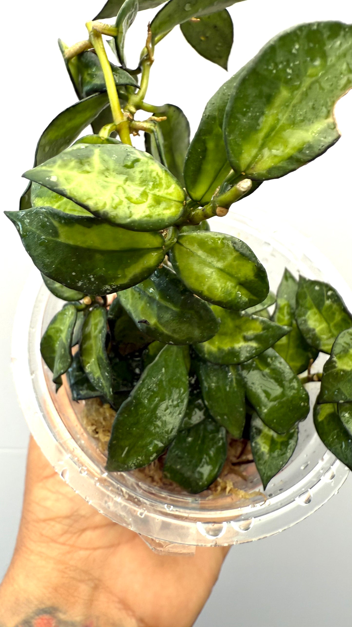 Hoya Lacunosa Golden Flame
