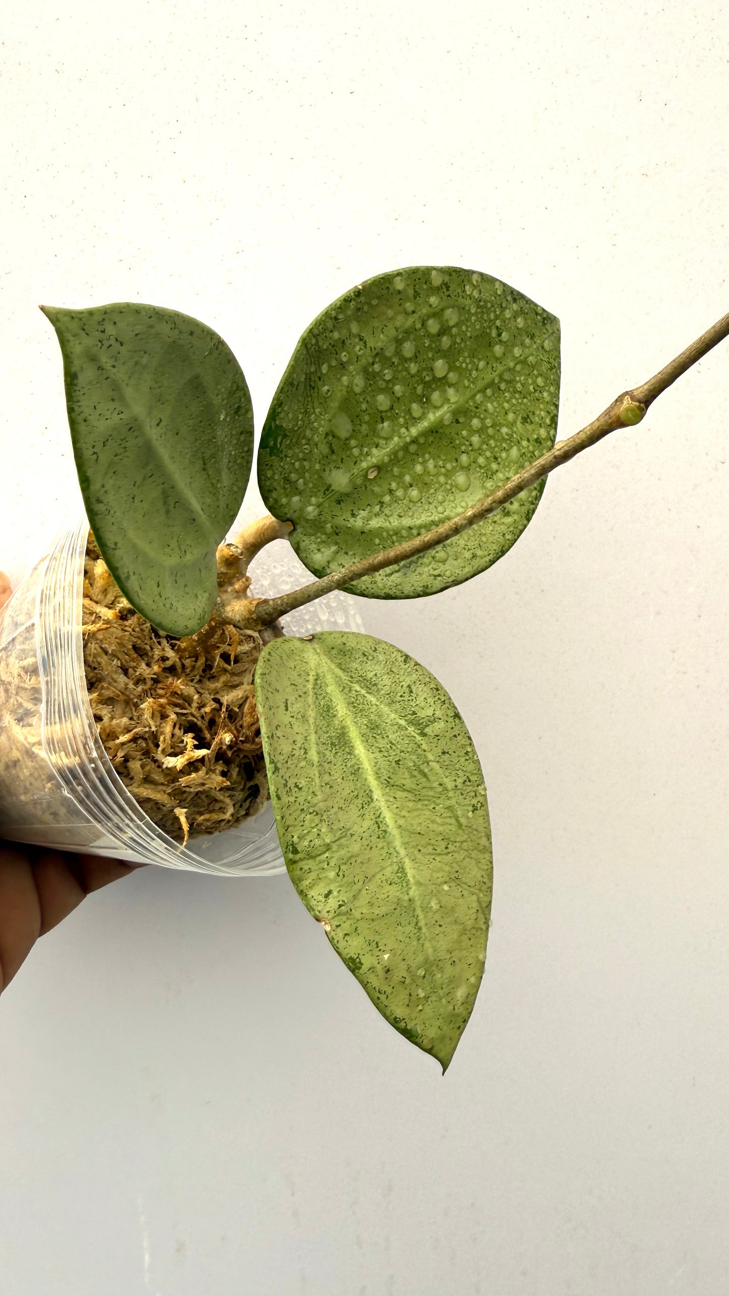 Hoya Parasitica Heart leaf Silver