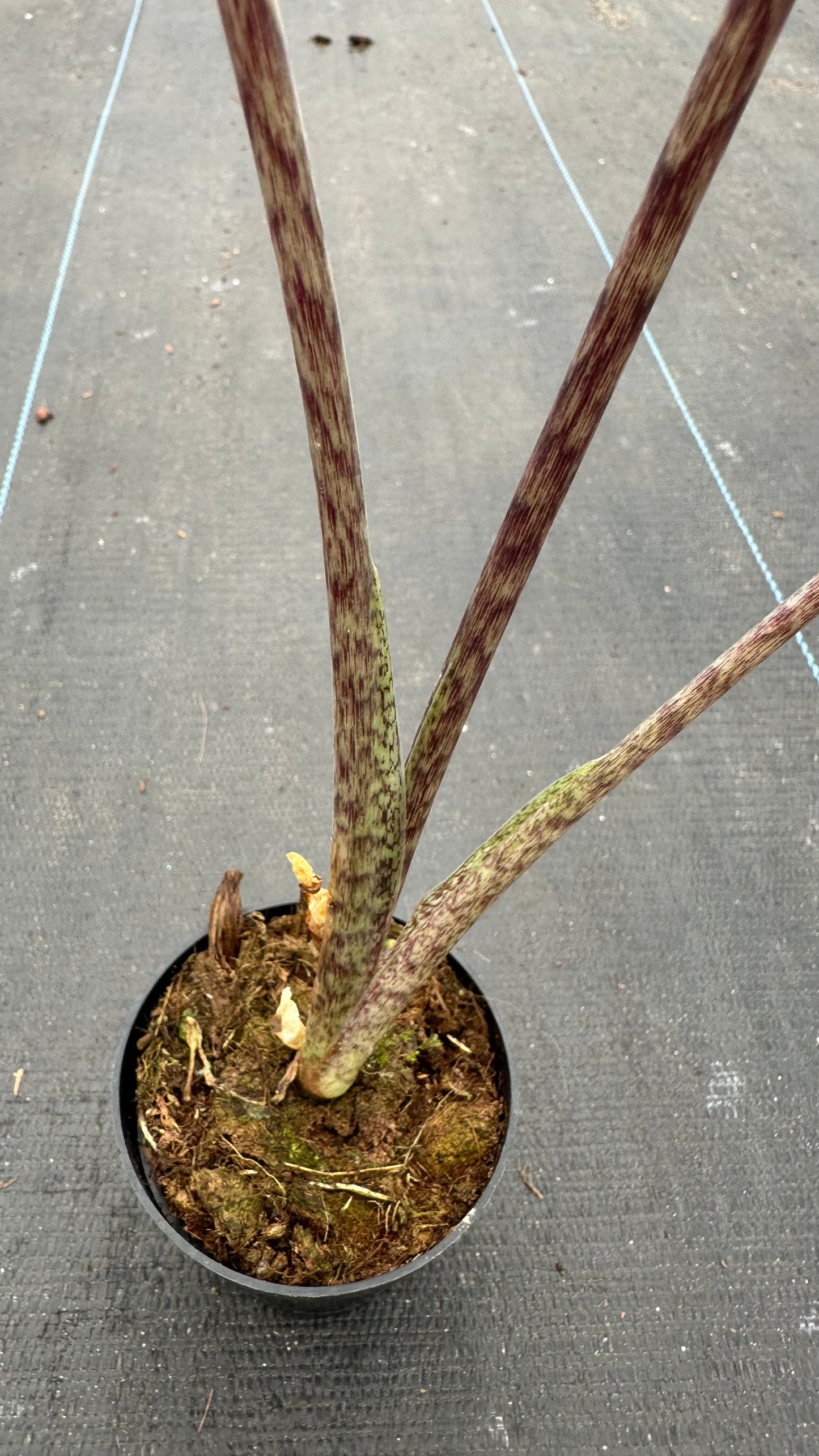 Alocasia Sarian Variegated