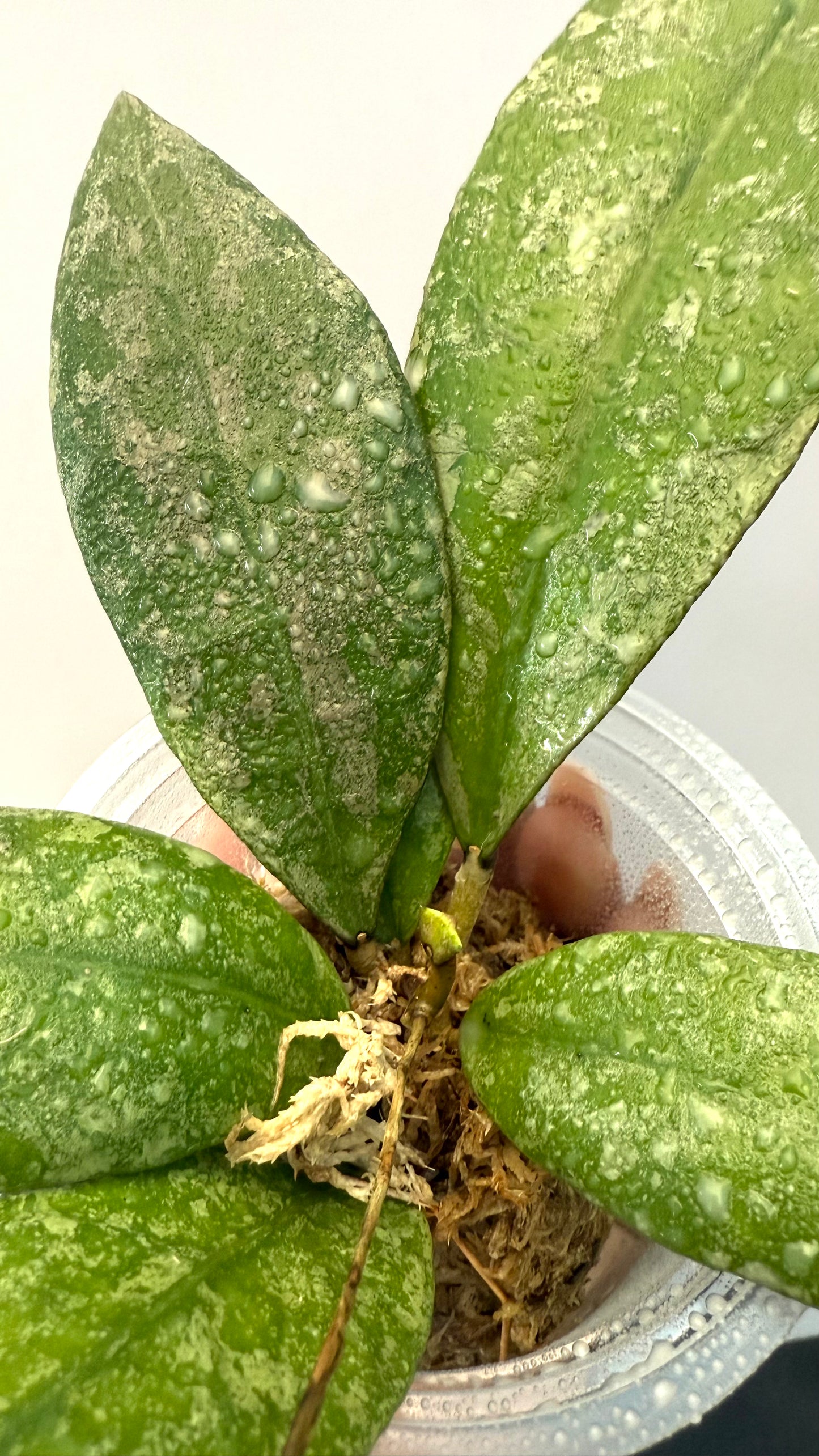Hoya SLM clone 2