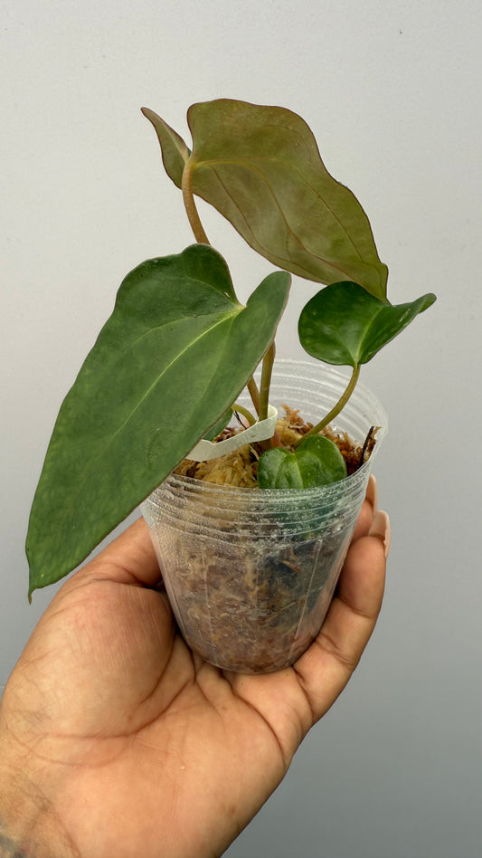 Anthurium Lagogatun x Doritos