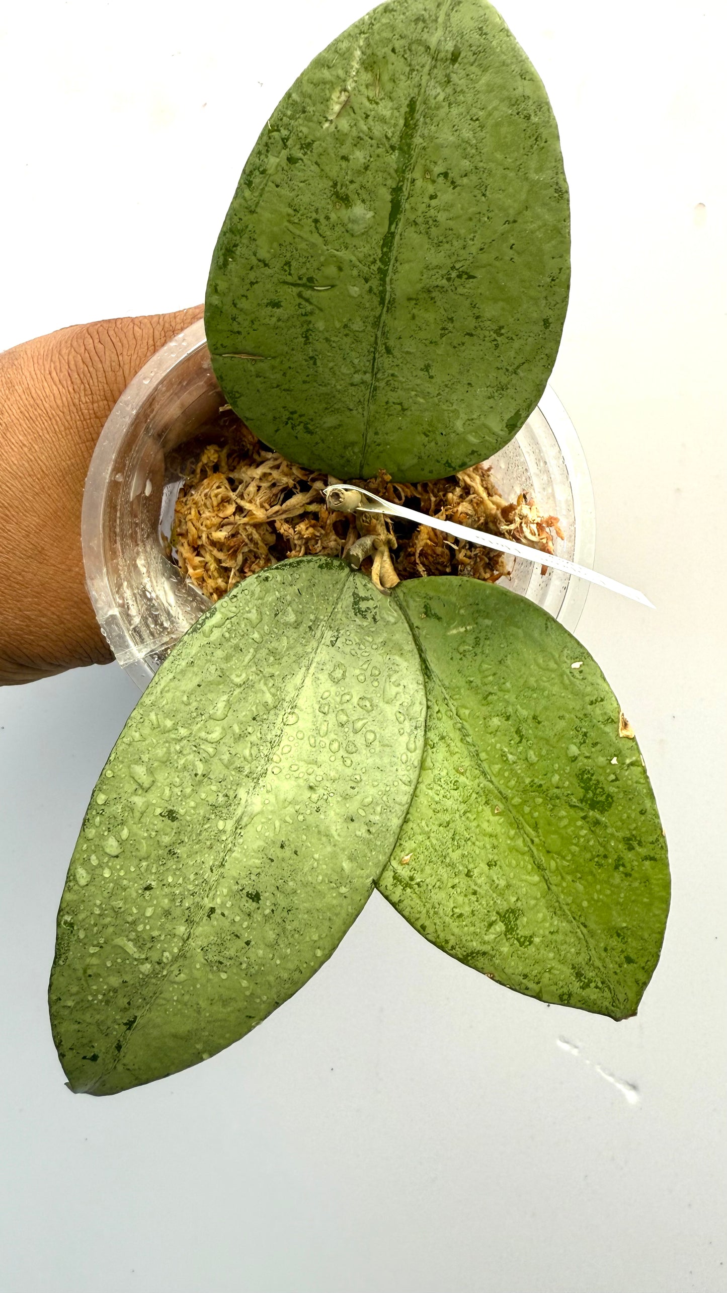 Hoya Sp Kapuas Hulu