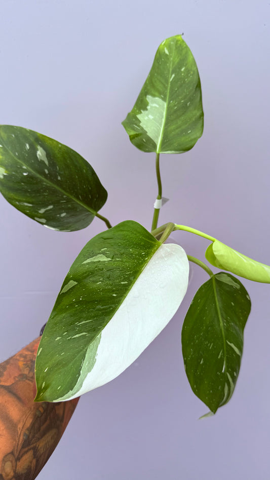 Phi. White Princess