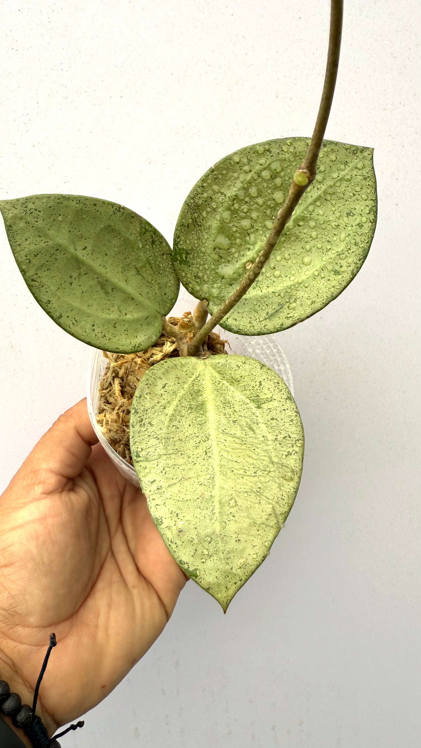 Hoya Parasitica Heart leaf Silver