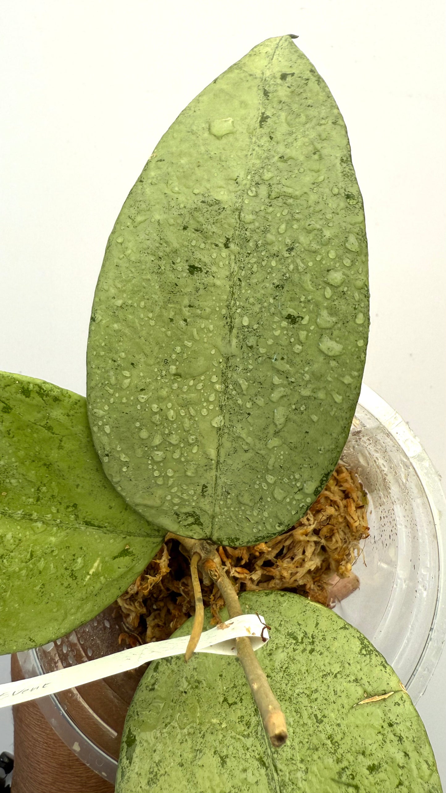 Hoya Sp Kapuas Hulu