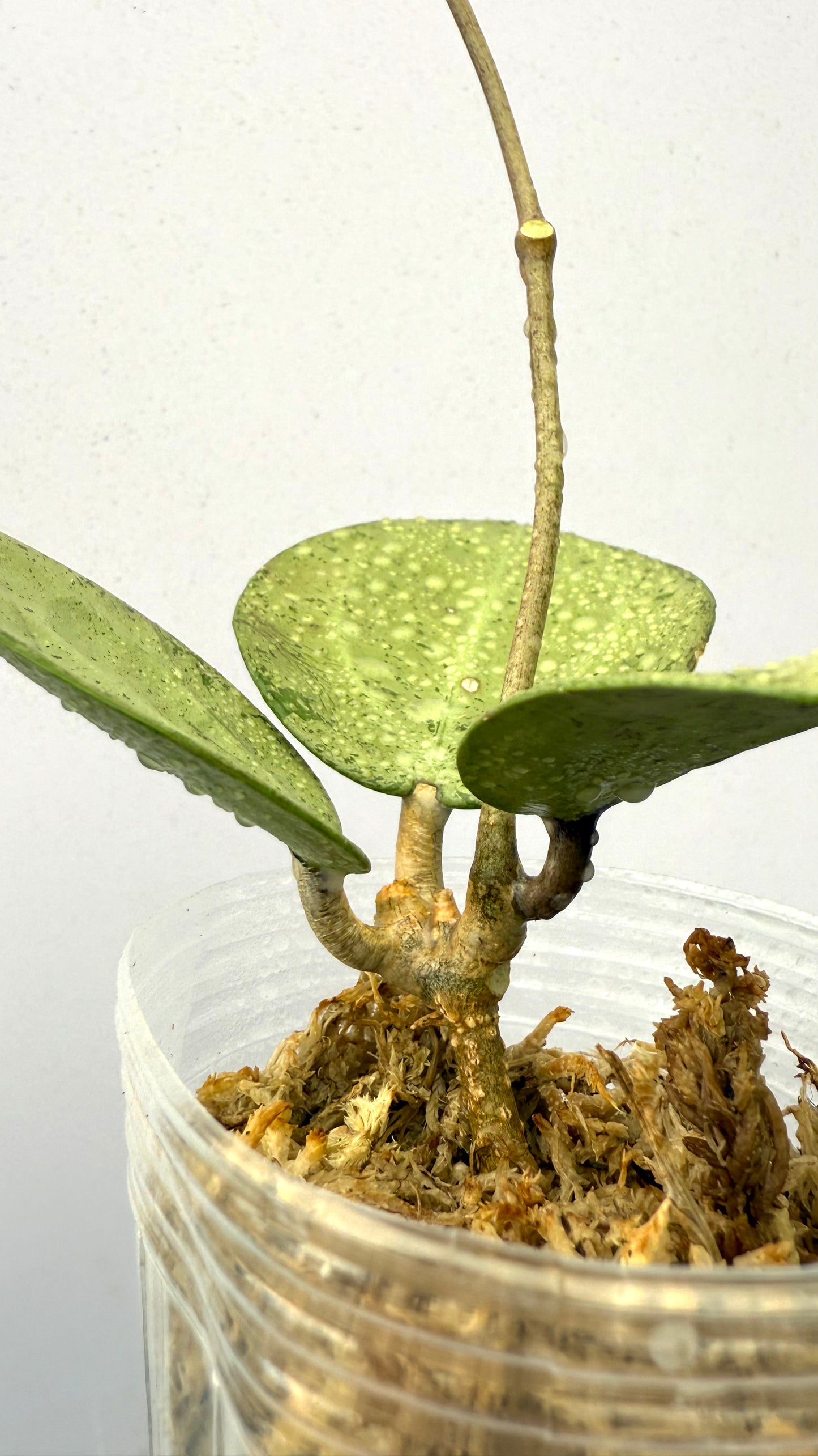 Hoya Parasitica Heart leaf Silver