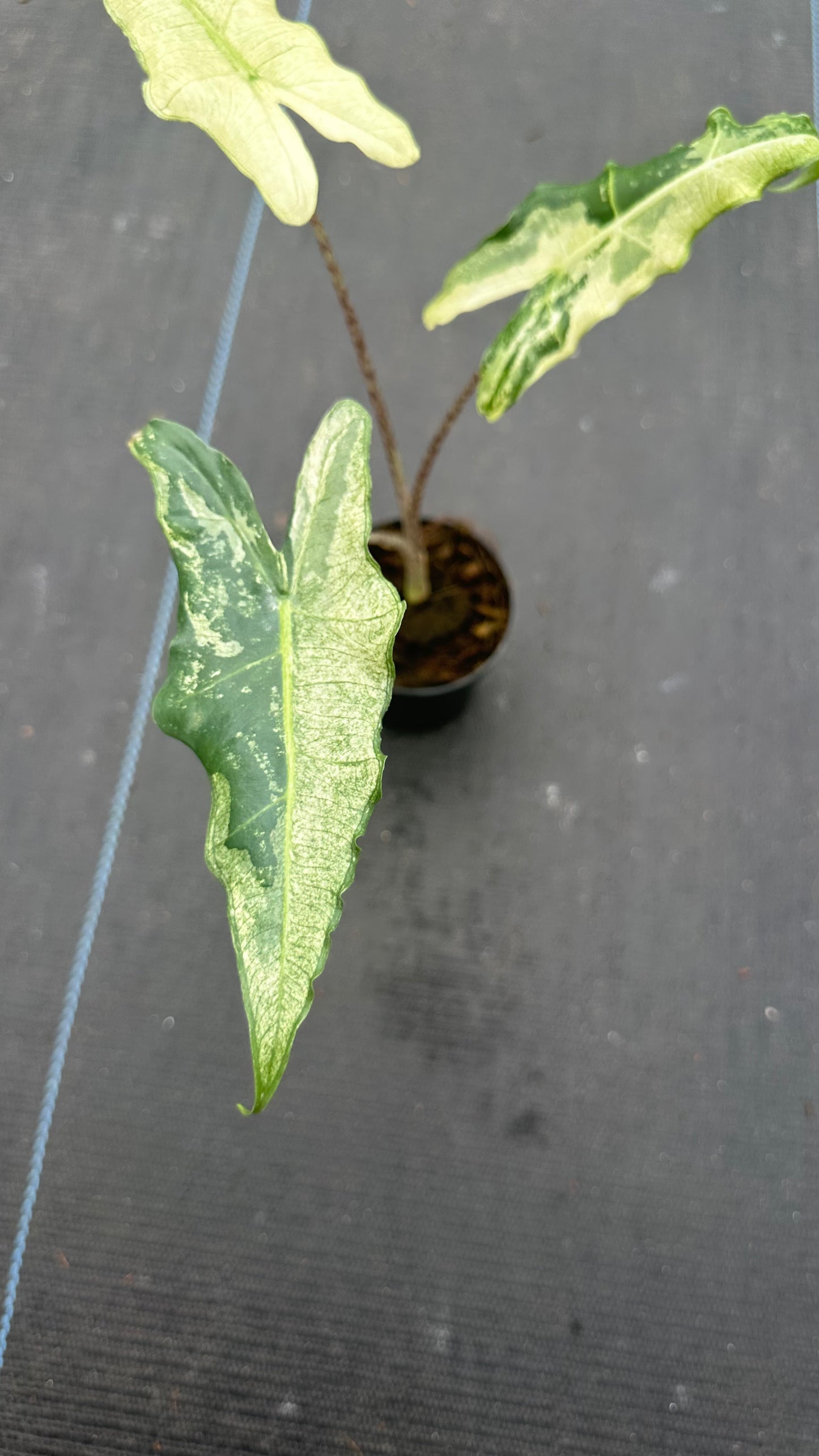 Alocasia Sarian Variegated
