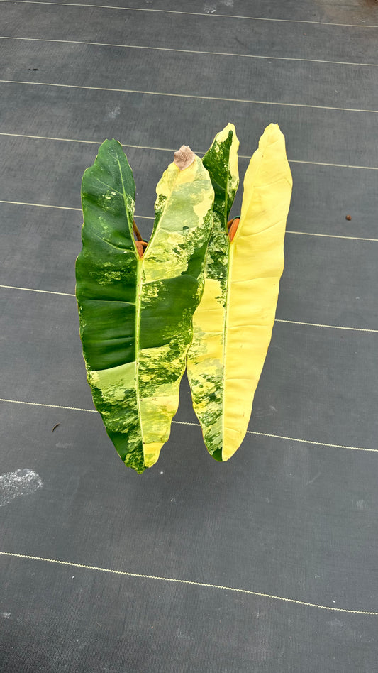 Philodendron Billitae variegated