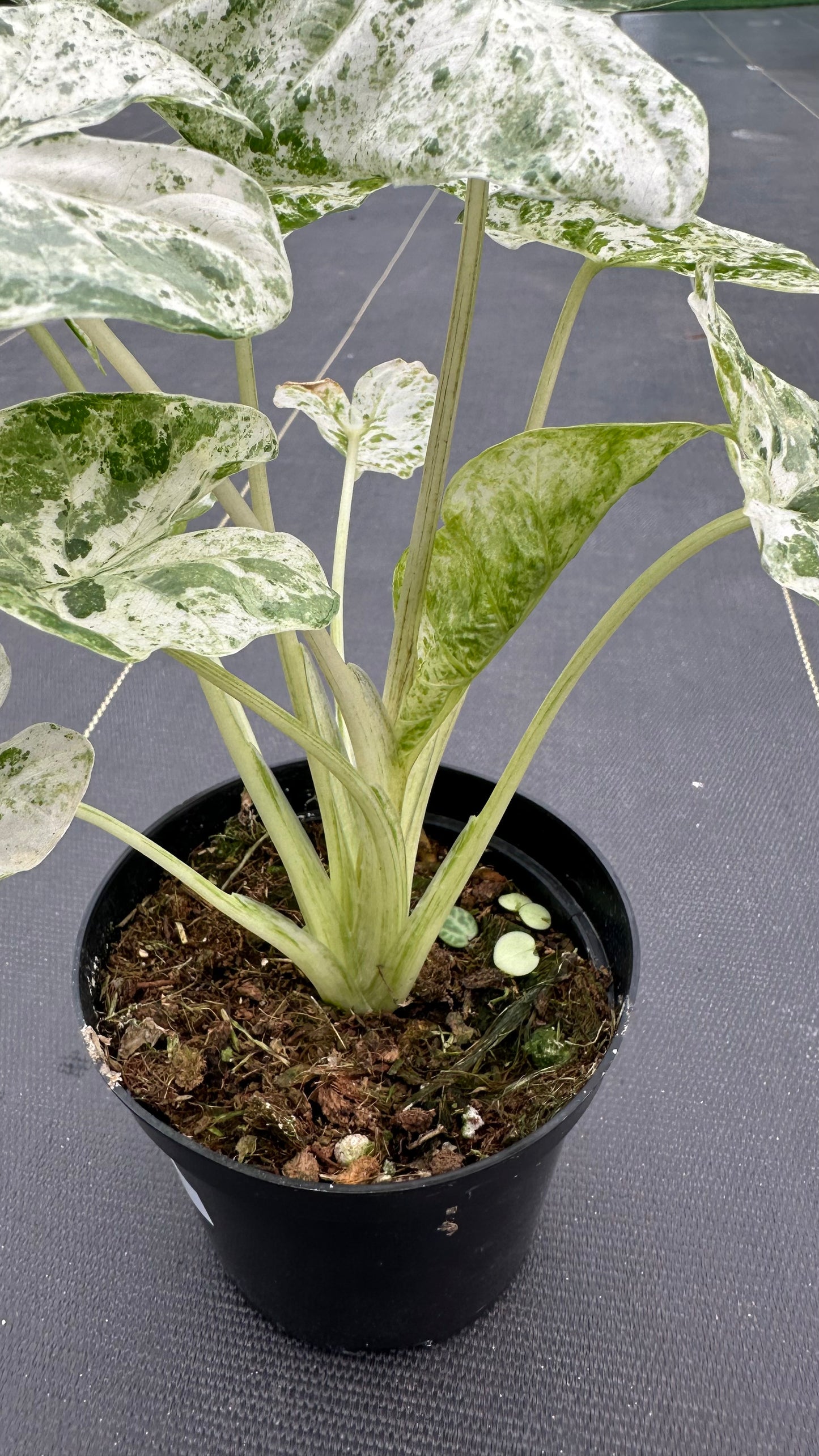 Alocasia Odora Batik
