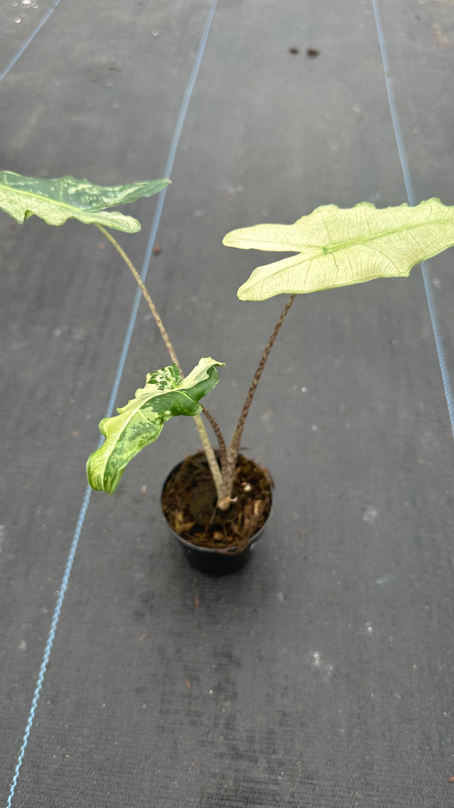 Alocasia Sarian Variegated