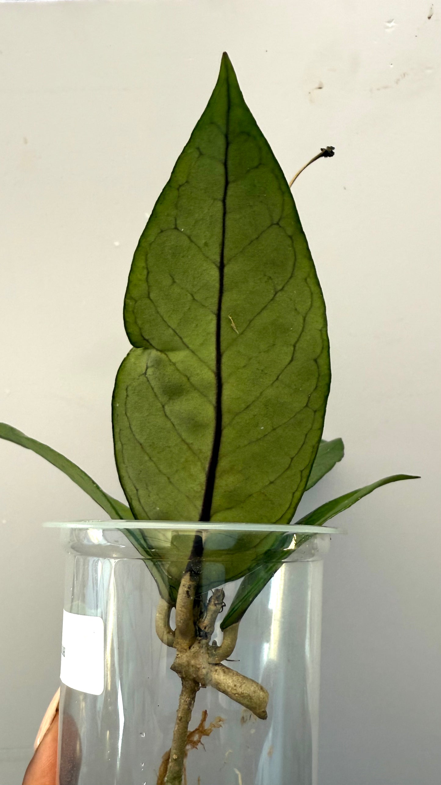 Hoya ACEH Sogun