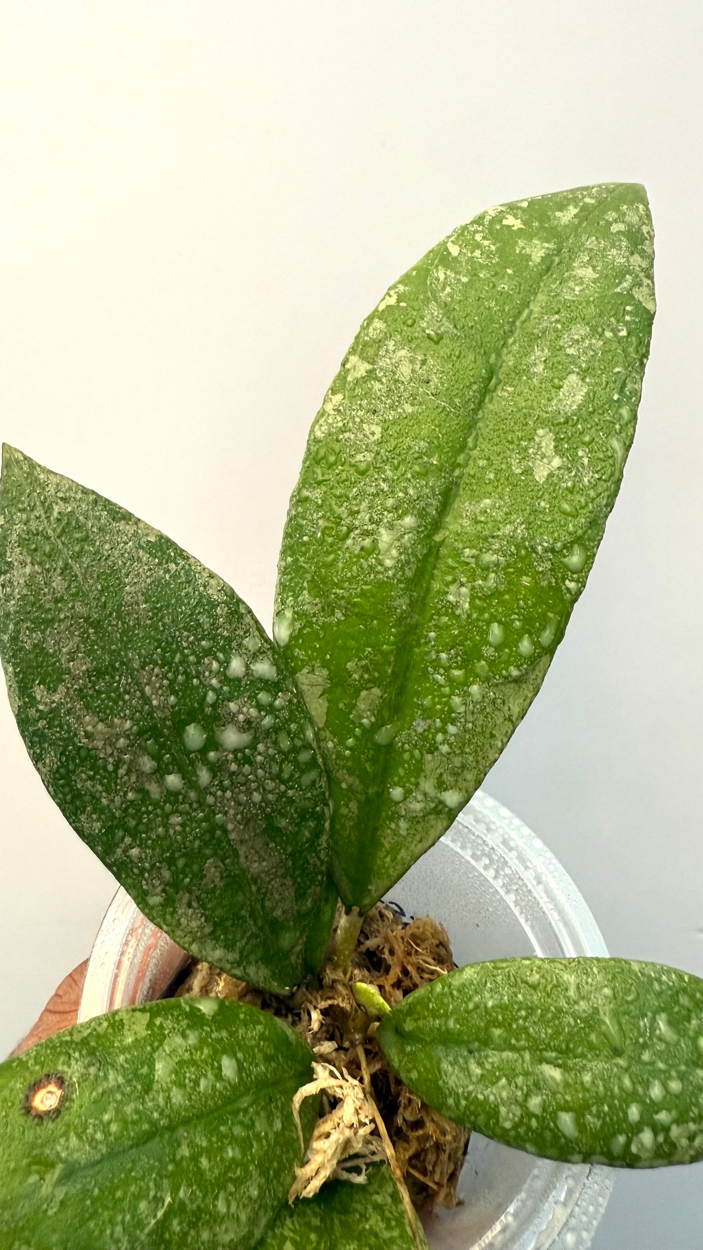 Hoya SLM clone 2
