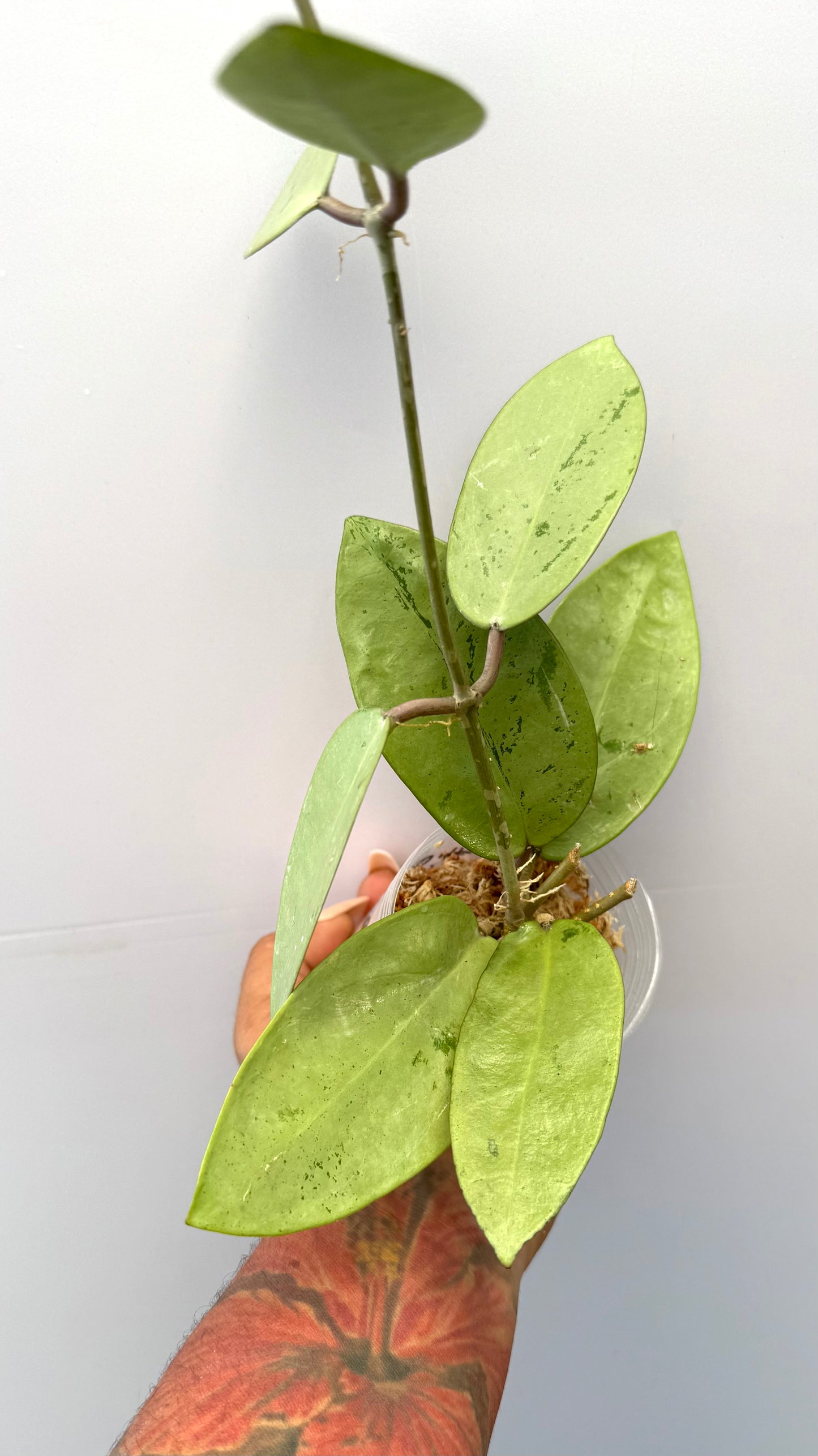 Hoya Silver Dollar