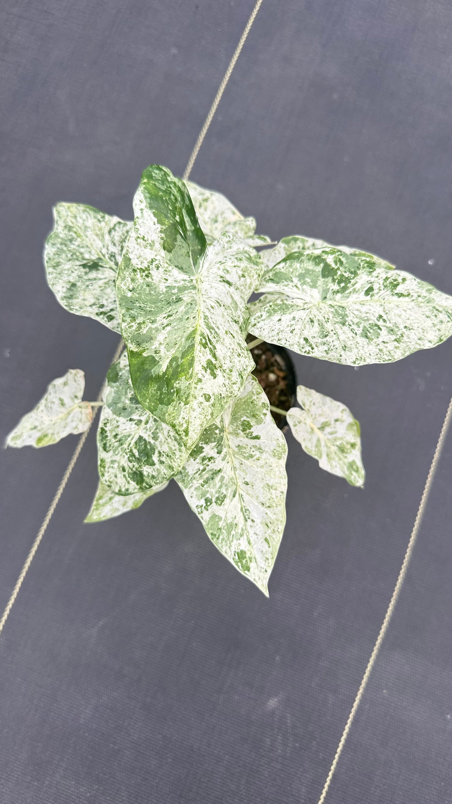 Alocasia Odora Batik