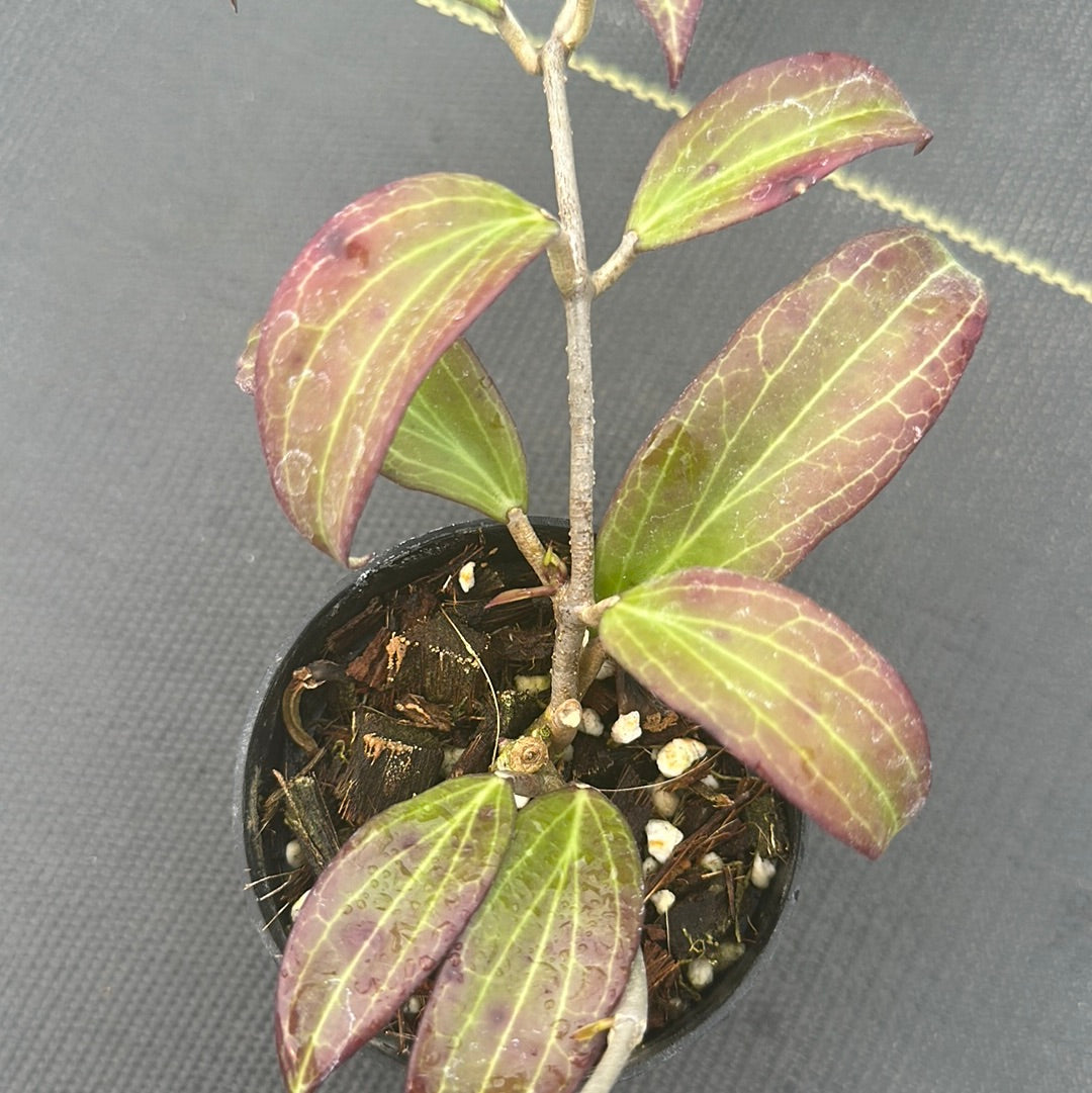 Hoya Merrilli (Long Leaf)